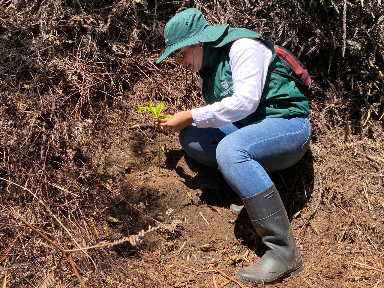 Gobernación de Antioquia conmemora el Día Mundial del Árbol y destaca su rol en la protección ambiental 