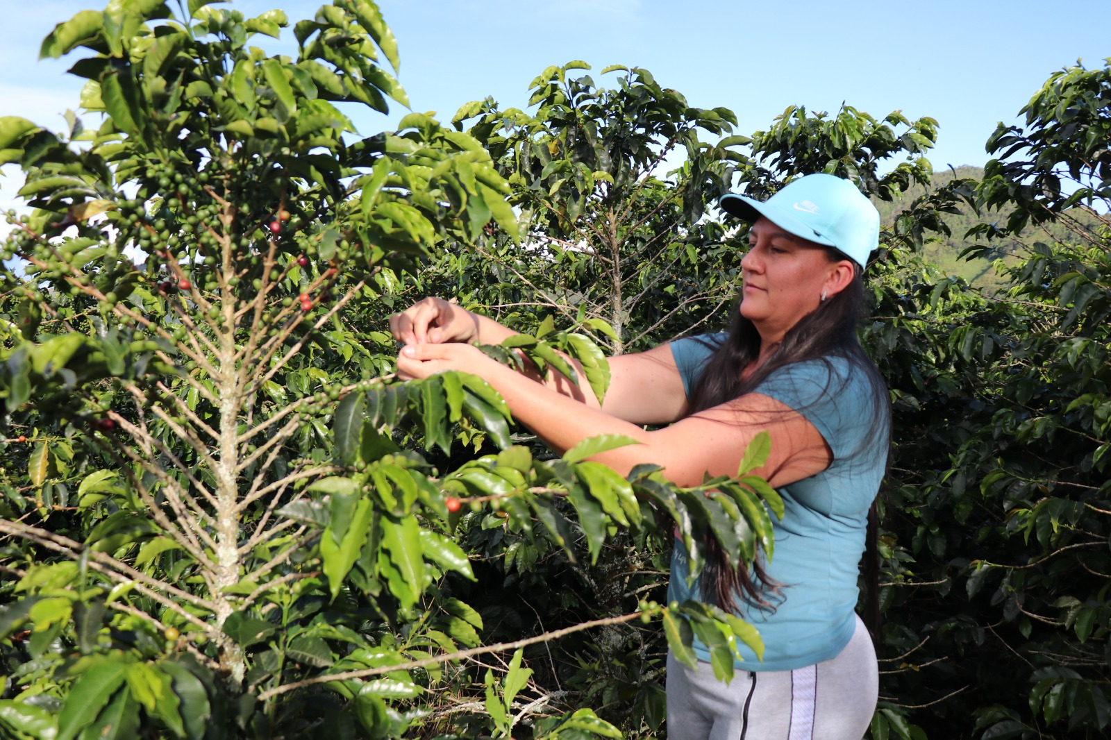 Turbina de Crédito Agropecuario impulsa a pequeños y medianos productores de alimentos en el departamento  