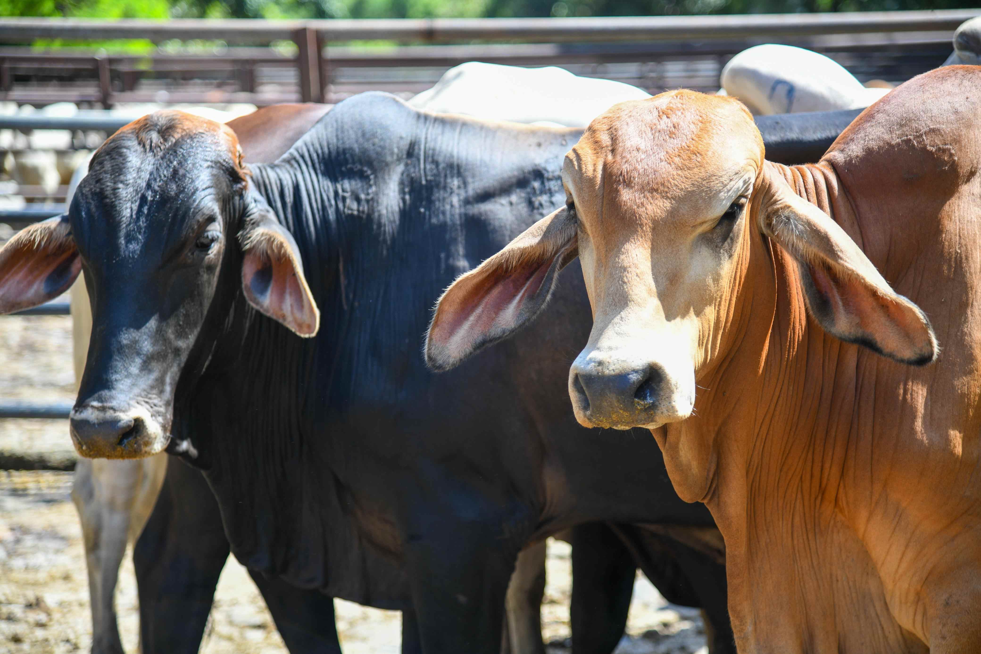 Gobernación de Antioquia invierte en mejoramiento genético bovino para transformar la ganadería en el departamento