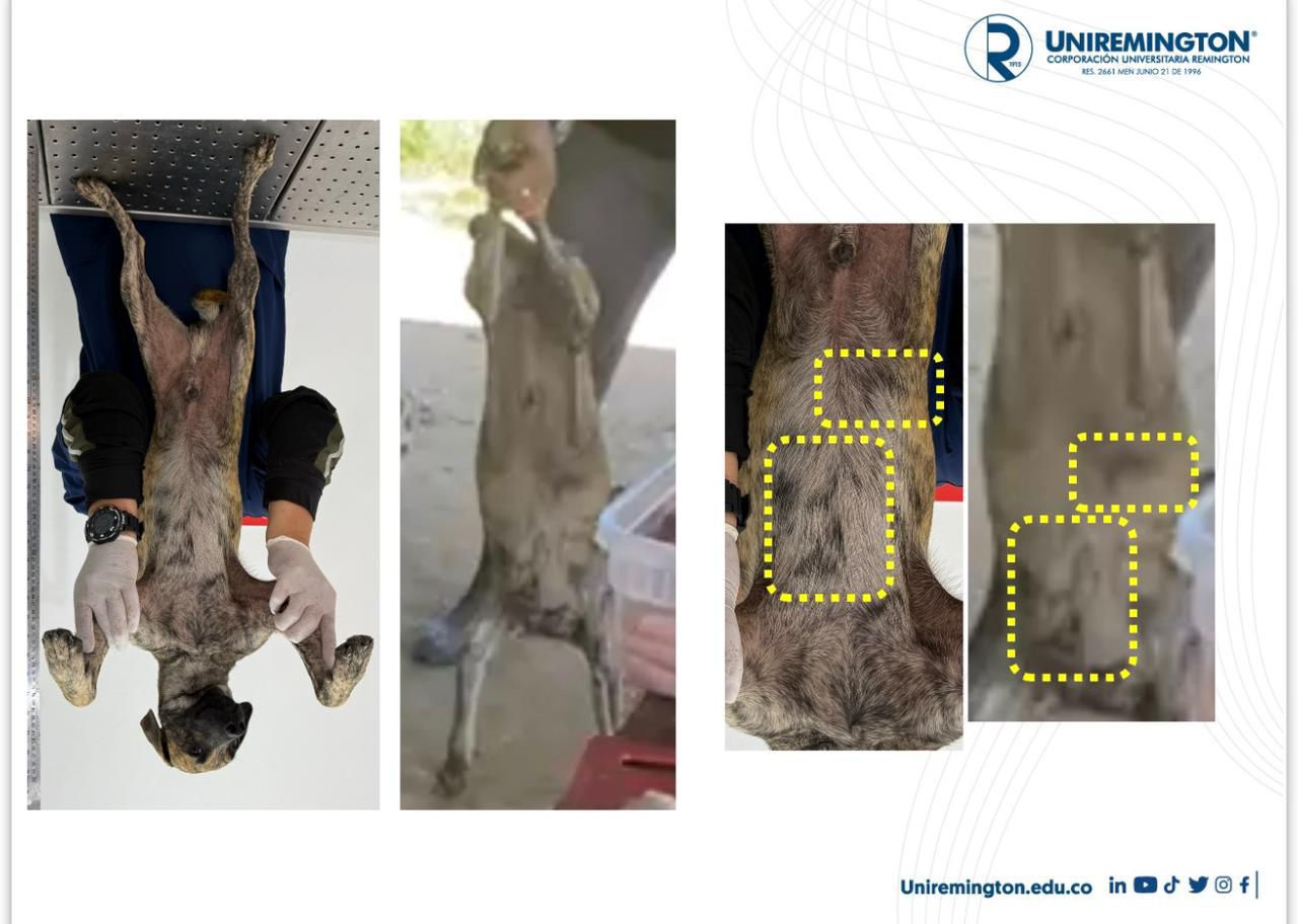 Canino víctima de maltrato animal se encuentra estable y será dado en adopción  