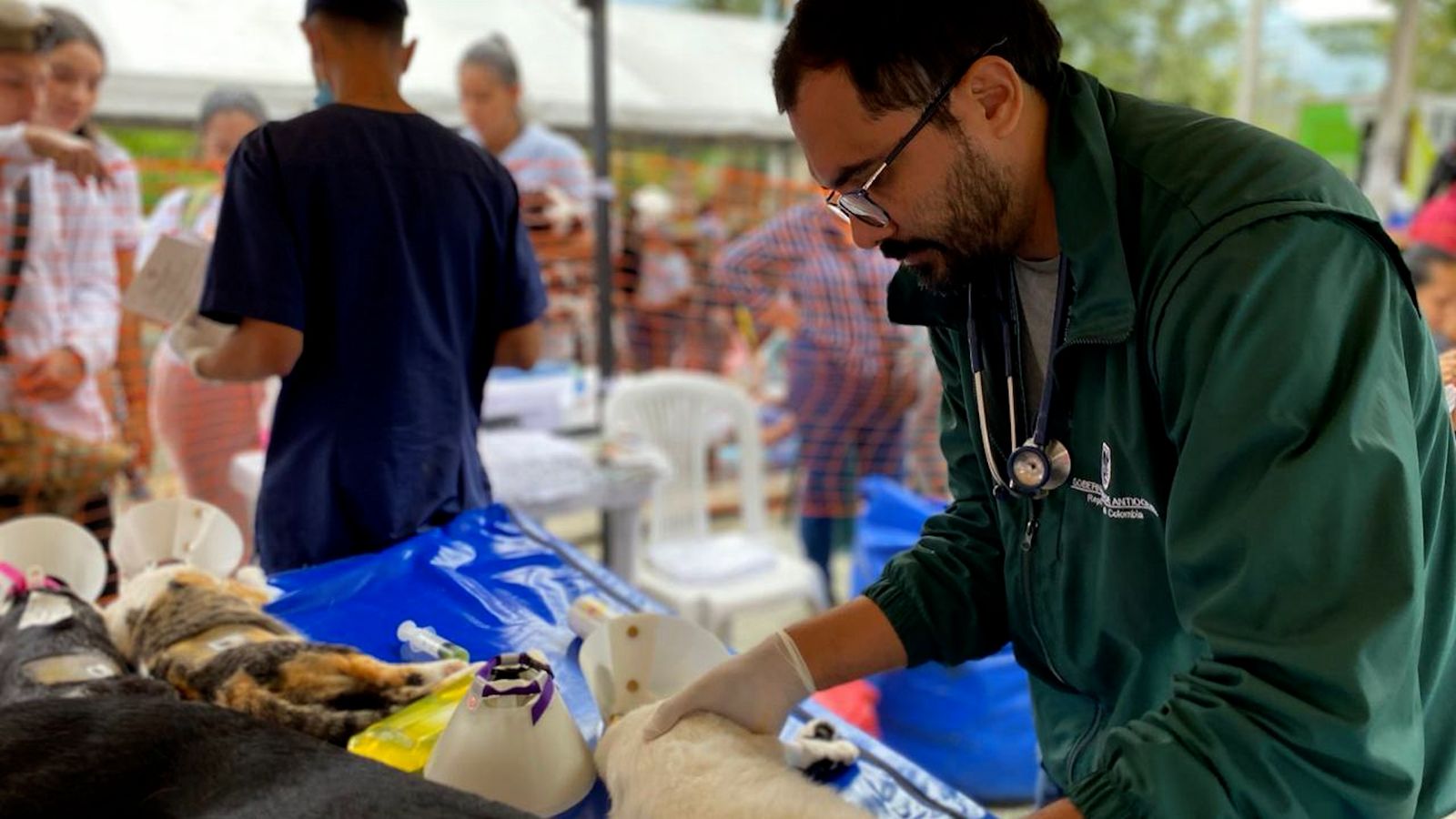 Gobernación de Antioquia invita a proteger a los animales durante la temporada decembrina