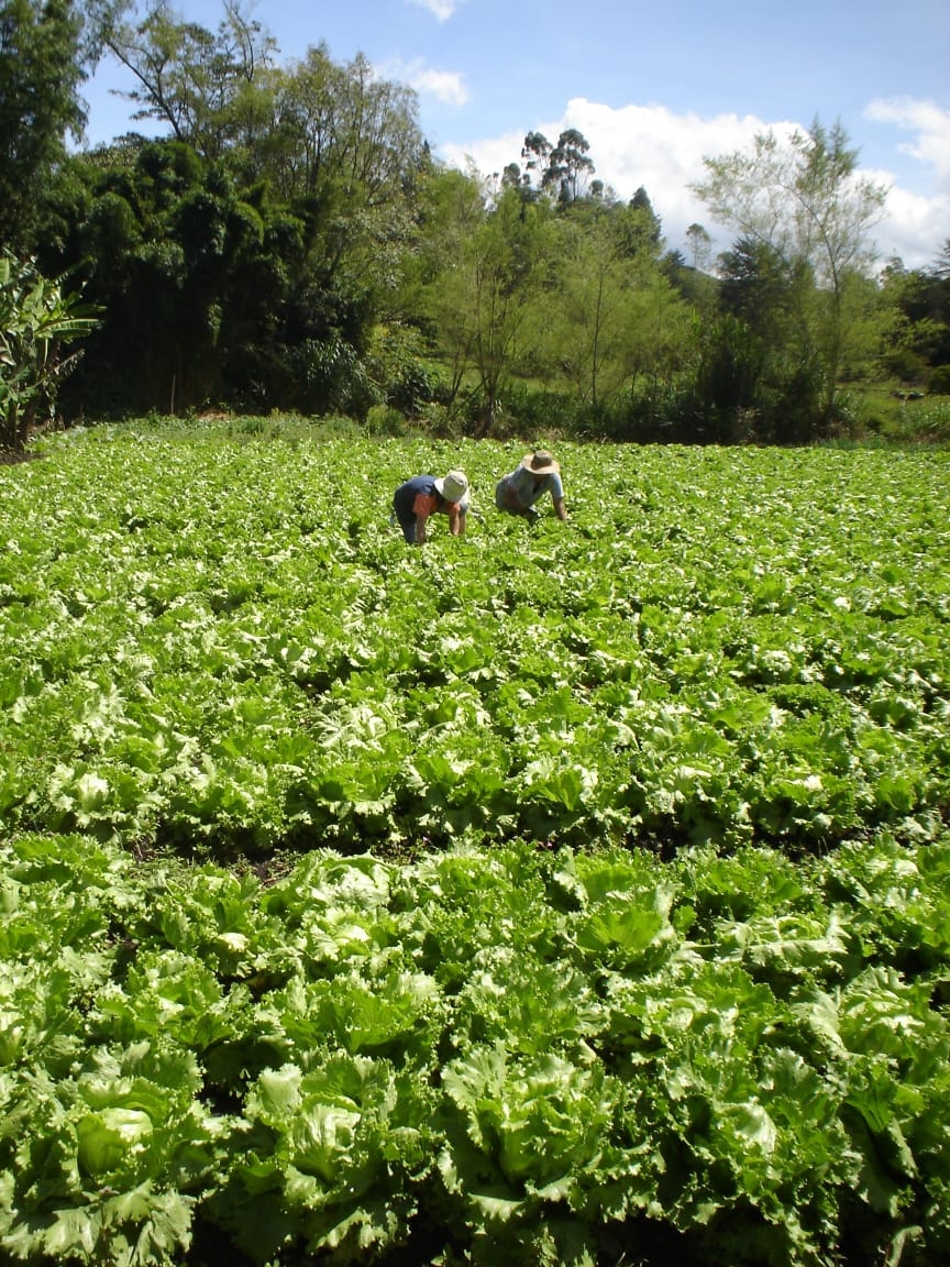 Se publican resultados de la convocatoria "Alianzas para la Vida” fase II