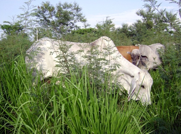 Con ecología y cuidando el medio ambiente, así quiere Antioquia su ganadería