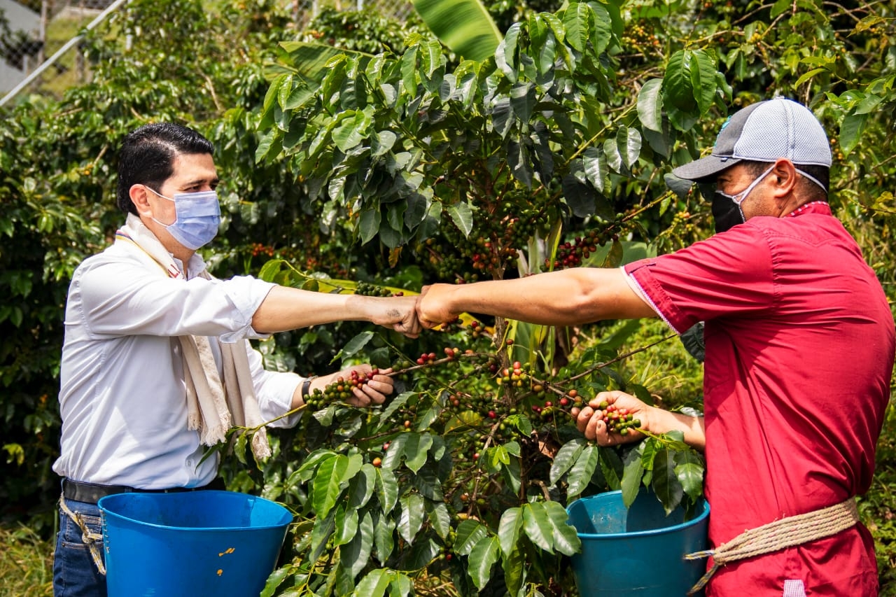 La Cosecha Cafetera no registró muertes por covid-19 en Antioquia