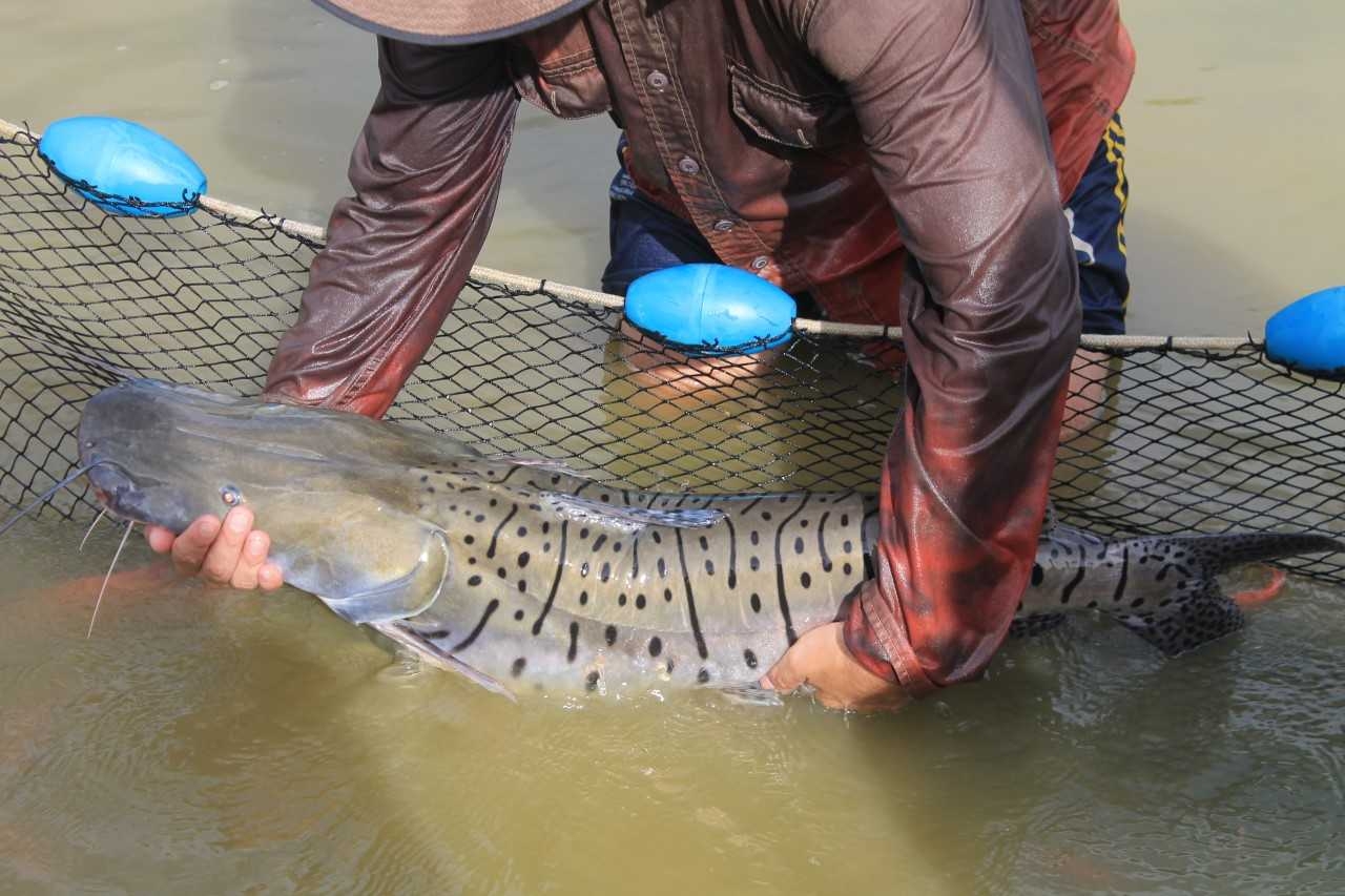 Antioquia protege al Bagre rayado