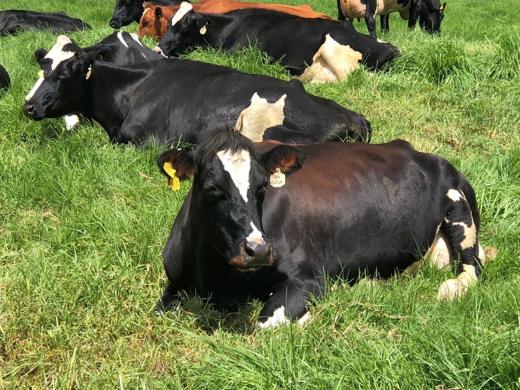Secretaría de Agricultura acompaña a los ganaderos durante la pandemia