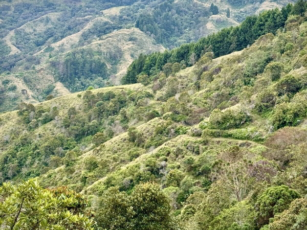 En Jericó la Gobernación de Antioquia entregó 27 hectáreas de bosque reforestadas