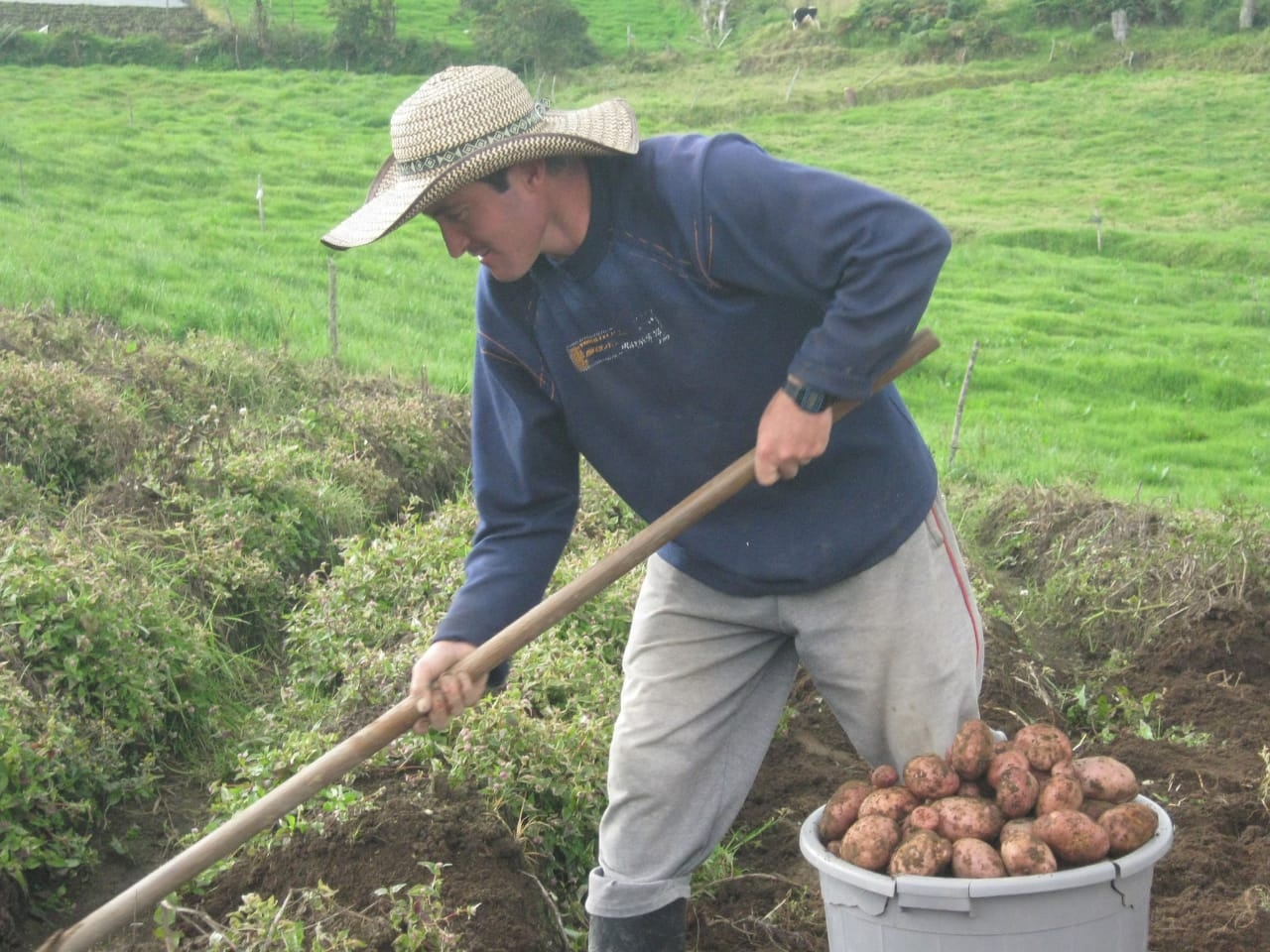 Alianza Gobiernos Nacional y Departamental para atender crisis de la papa