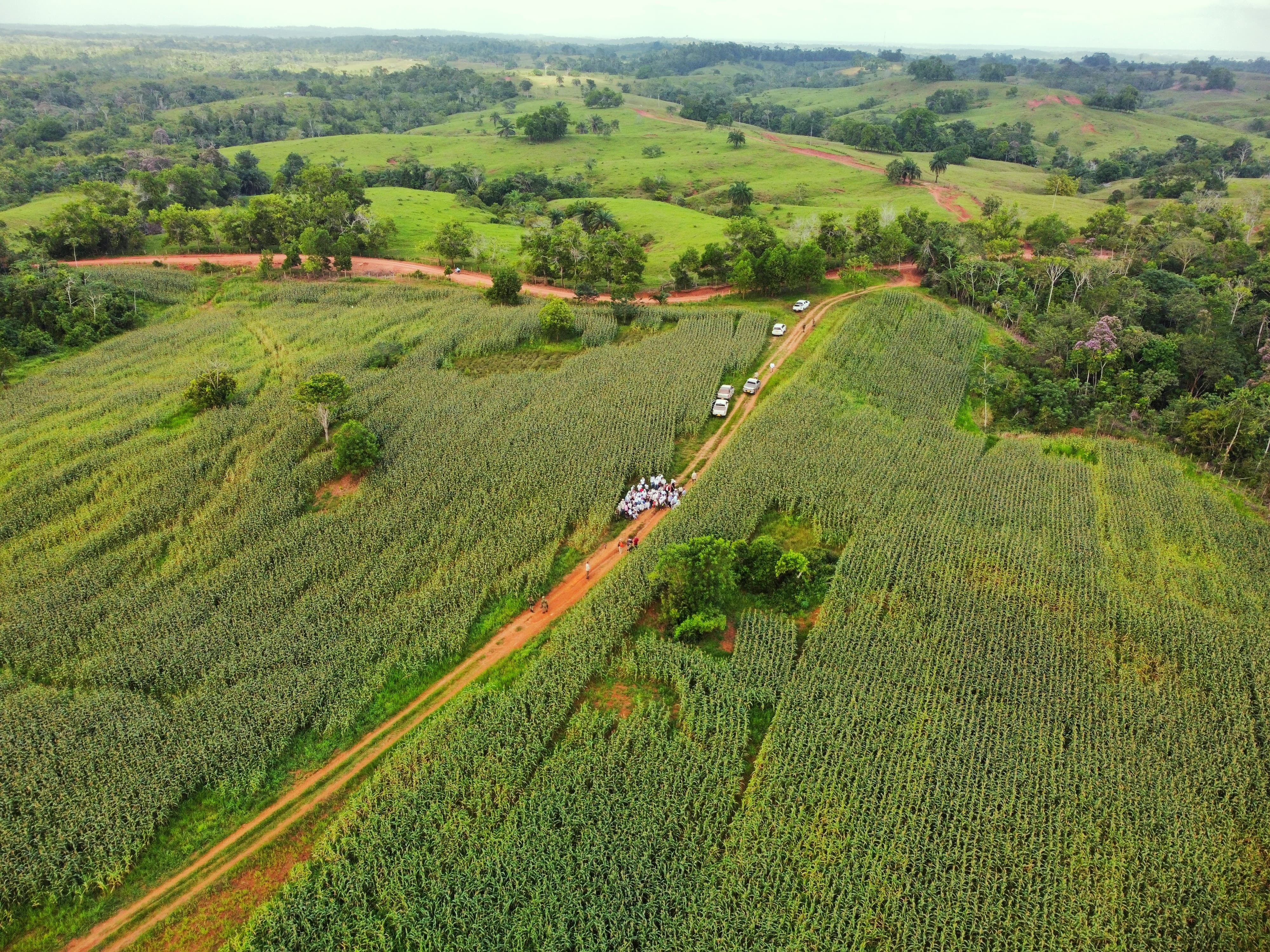El Distrito del Maíz en Caucasia se prepara para la primera cosecha