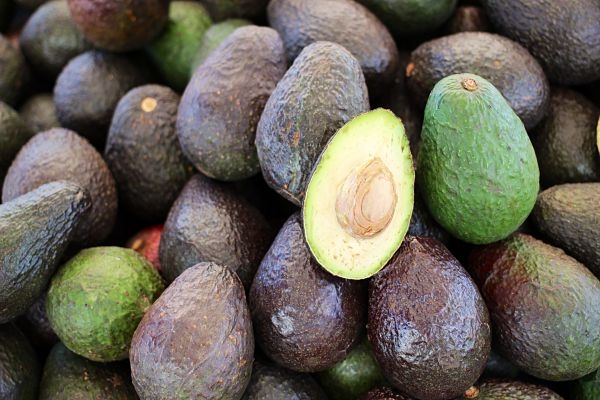 El aguacate Hass se fortalece para ingresar al mercado norteamericano
