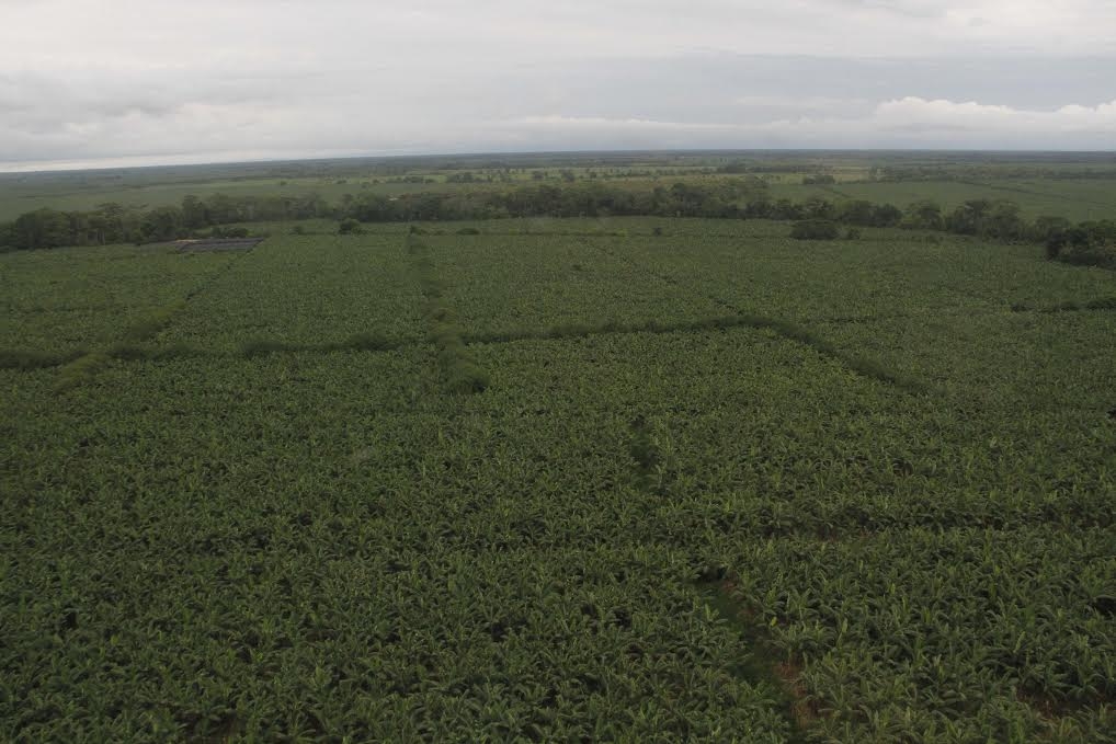 Cultivos de cítricos en alerta