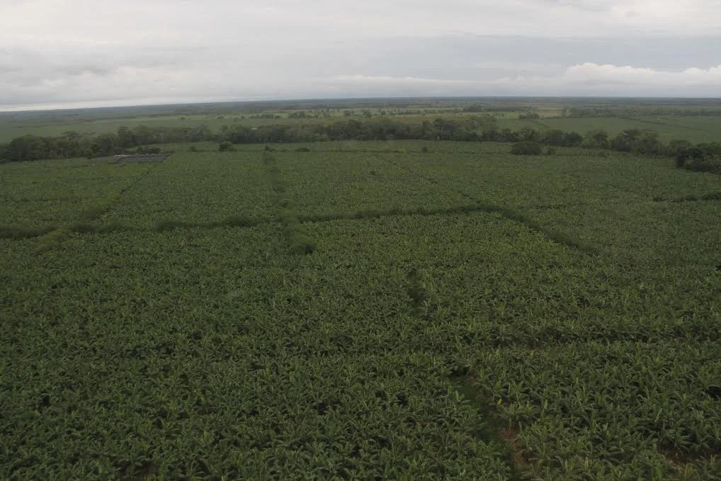 Cultivos de cítricos en alerta