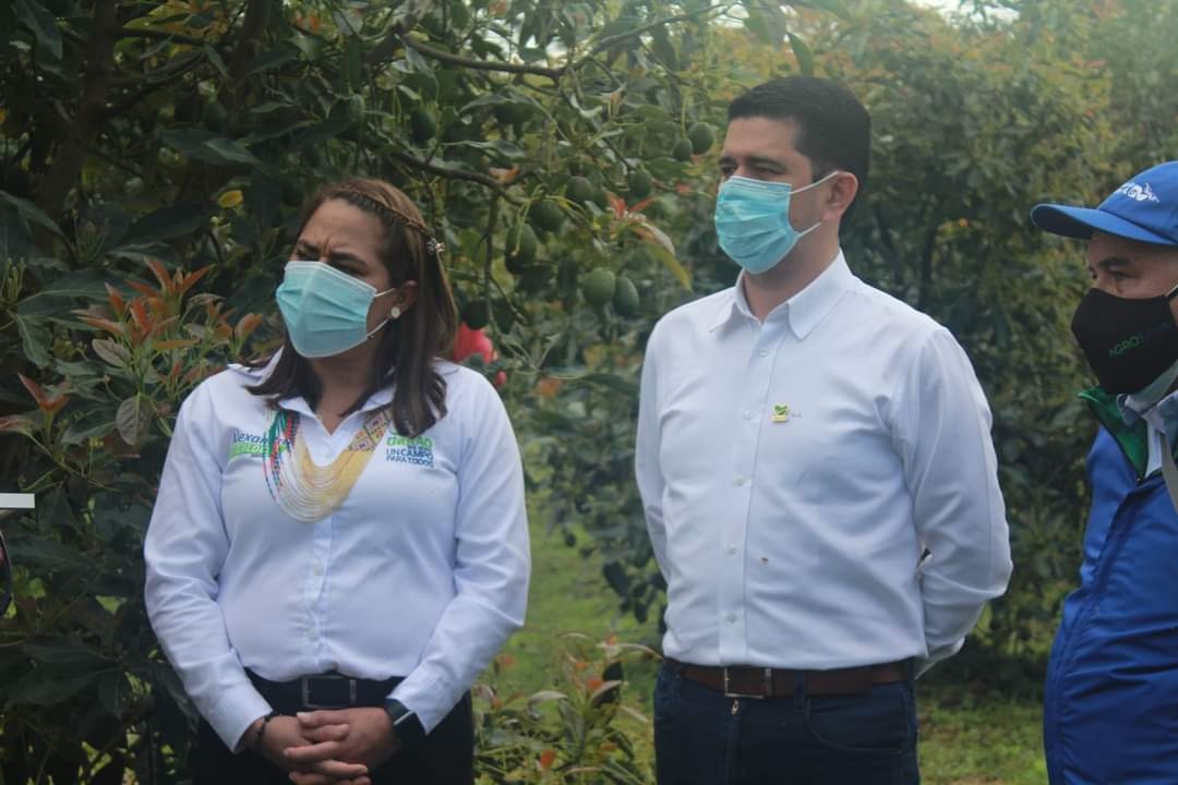 En marcha planta empacadora de aguacate para Urrao