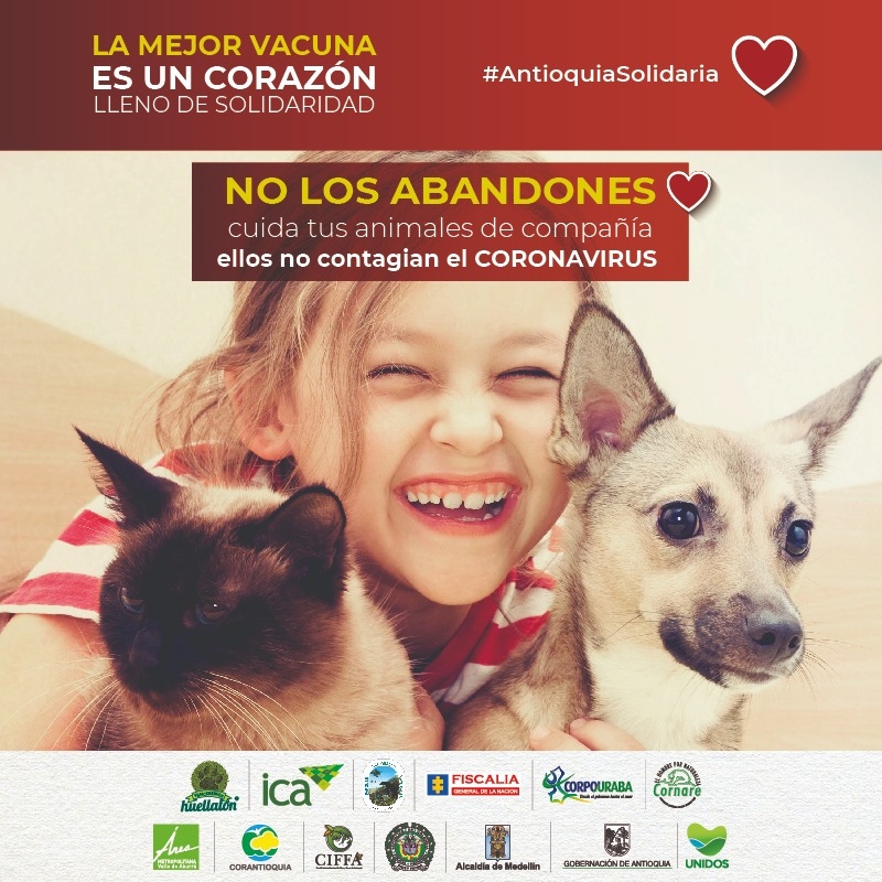 Cuida a los animales de compañía, ellos no son fuente de contagio del Covid-19