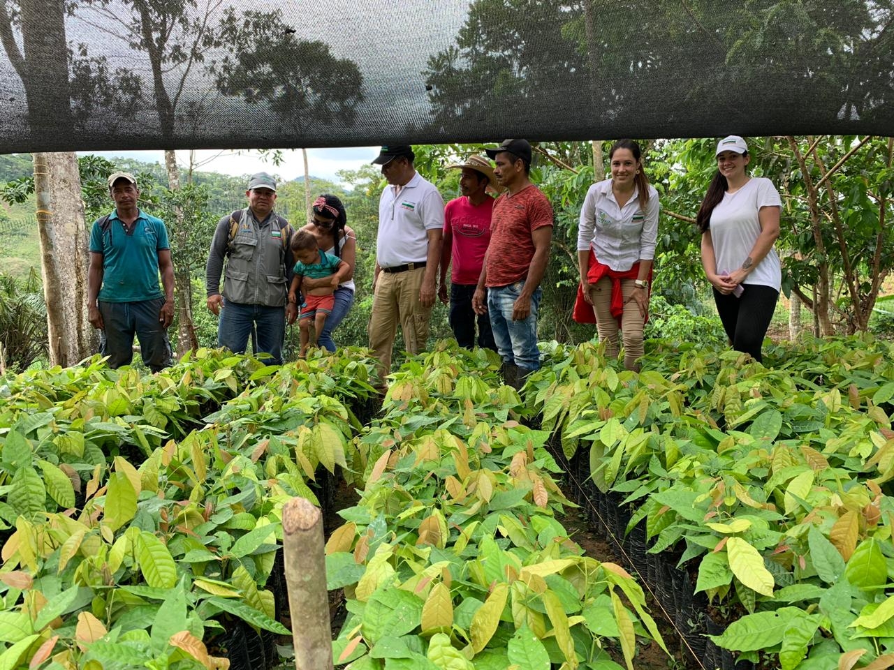 Llegó la hora del cacao, el plátano y la producción piscícola